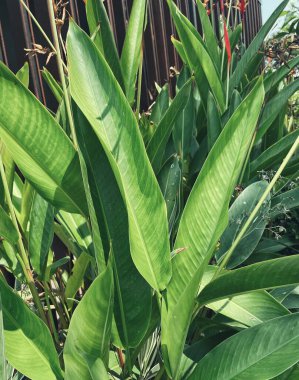 Yeşil tropik yaprakların güzelliği