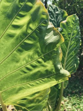 Yeşil tropik yaprakların güzelliği