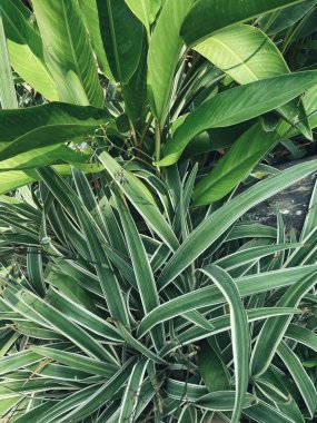 Yeşil tropik yaprakların güzelliği