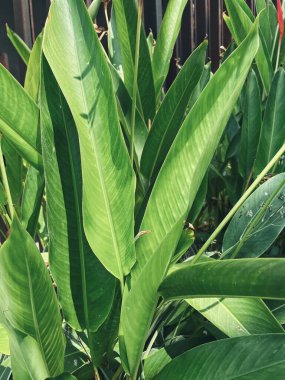 Yeşil tropik yaprakların güzelliği