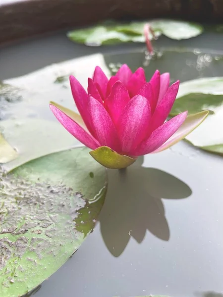Belle Fleurs Lotus Rose — Photo