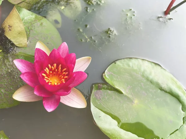 Schöne Rosa Lotusblumen — Stockfoto