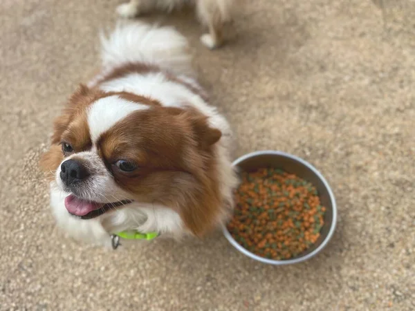 乾燥食品を食べる犬のかわいい — ストック写真
