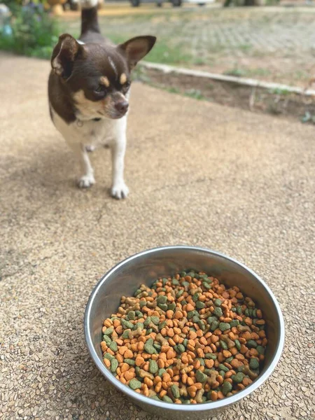 Χαριτωμένο Σκυλί Τρώει Αποξηραμένα Τρόφιμα — Φωτογραφία Αρχείου