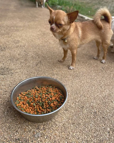 Χαριτωμένο Σκυλί Τρώει Αποξηραμένα Τρόφιμα — Φωτογραφία Αρχείου