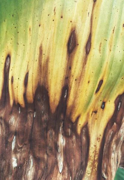 Bela Folhas Tropicais Banana — Fotografia de Stock