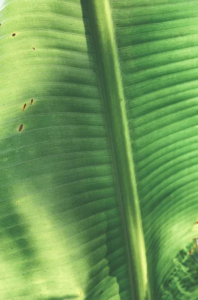 美丽的香蕉热带树叶 — 图库照片