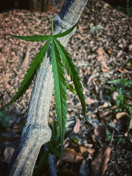 Beautiful Green Marijuana Leaves — Stock Photo, Image