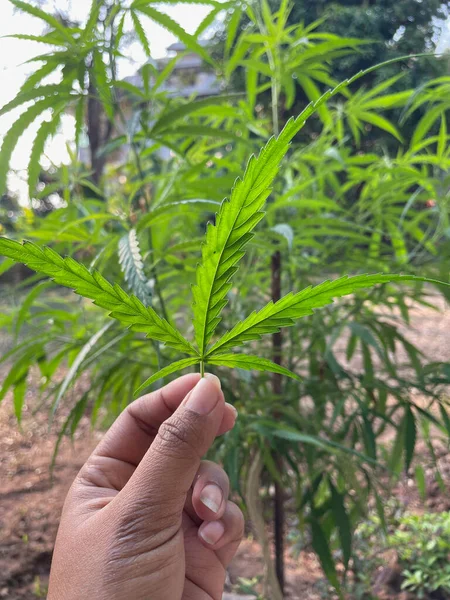 Beautiful Green Marijuana Leaves — Zdjęcie stockowe