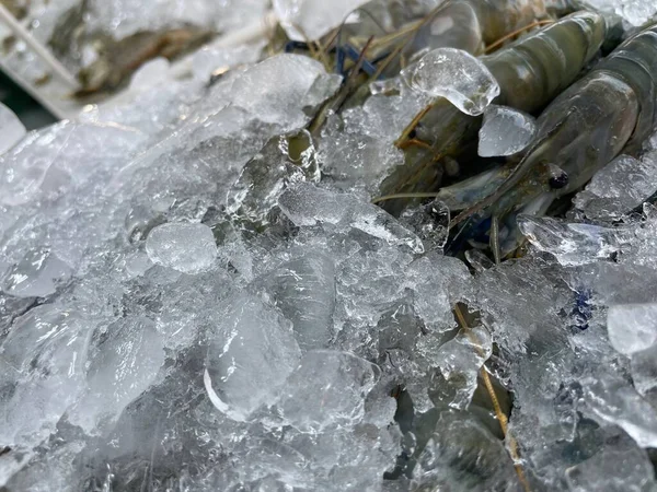 Frutos Mar Camarão Frescos Com Gelo — Fotografia de Stock