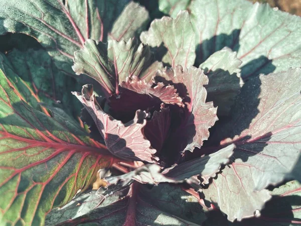 Close Decorative Curly Kale Vegetable — Stock Photo, Image