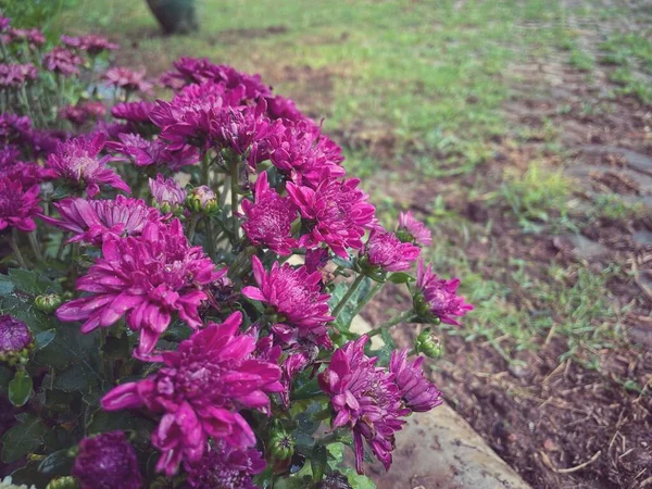 Красива Рожева Квітка Хризантеми — стокове фото