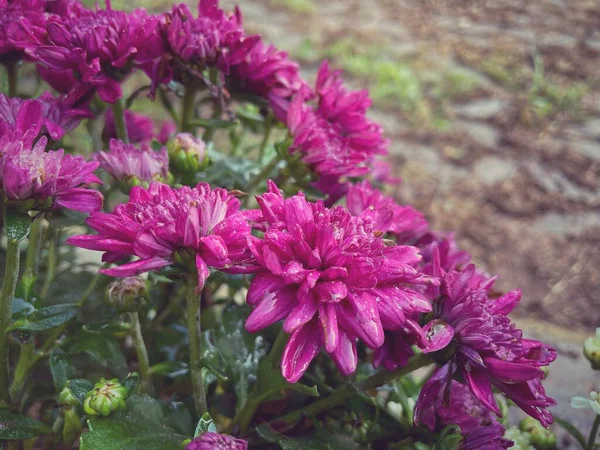 Krása Růžových Chryzantéňových Květů — Stock fotografie