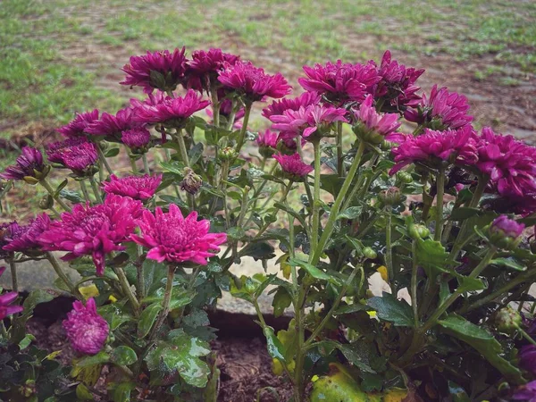 Hermosa Flores Crisantemo Rosa —  Fotos de Stock