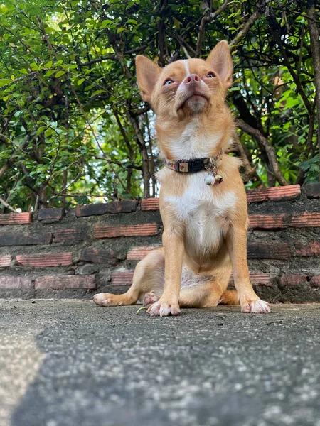 Lindo Perro Chihuahua Marrón —  Fotos de Stock