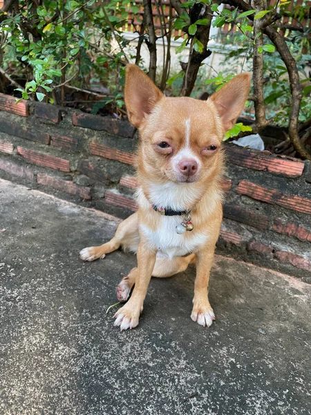 Słodki Brązowy Pies Chihuahua — Zdjęcie stockowe