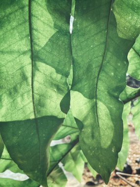 Tropikal eğrelti yaprakları güzel