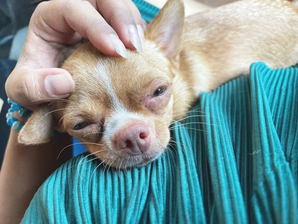 Söt Brun Chihuahua Hund Spelar Hand — Stockfoto