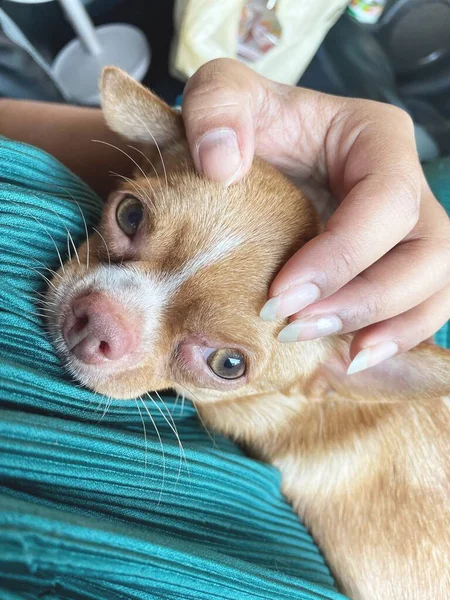 Bonito Cão Chihuahua Marrom Jogando Mão — Fotografia de Stock