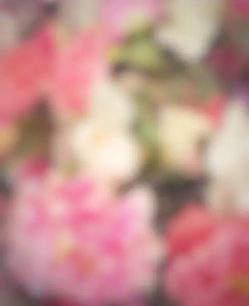Розмитий Рожевий Квітковий Фон Троянди — стокове фото