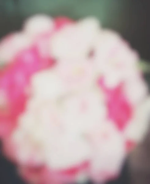 Sfocato Rosa Rosa Fiore Sfondo — Foto Stock