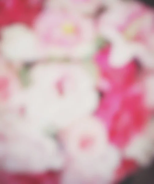 Rozmazané Růžové Růže Květinové Pozadí — Stock fotografie