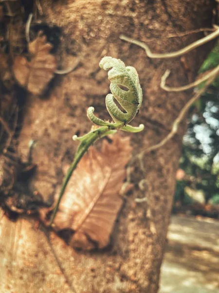 Прекрасне Тропічне Листя Папороті — стокове фото