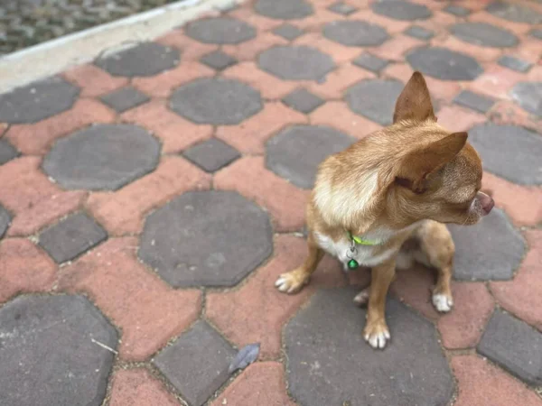 Cute Brown Chihuahua Dog — Stock Photo, Image