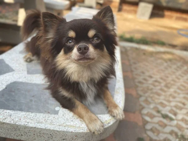 Schattig Van Bruine Chihuahua Hond — Stockfoto