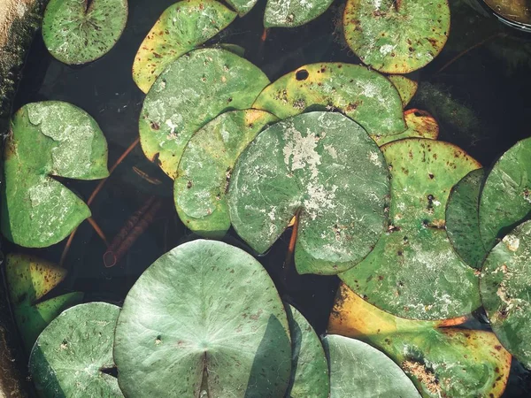 Beautiful Lotus Tropical Leaves — Stock Photo, Image