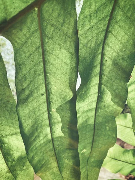 Piękne Tropikalne Liście Paproci — Zdjęcie stockowe