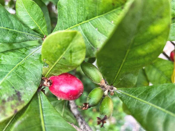 Stock image Miracle fruit and leaves on tree