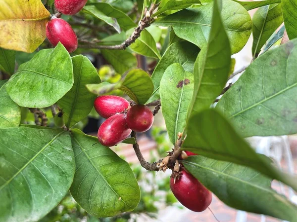 奇跡の果実と木の葉 — ストック写真