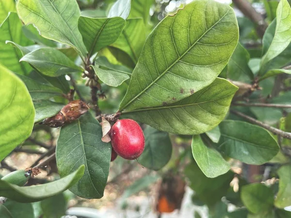 Zázračné Ovoce Listí Stromě — Stock fotografie