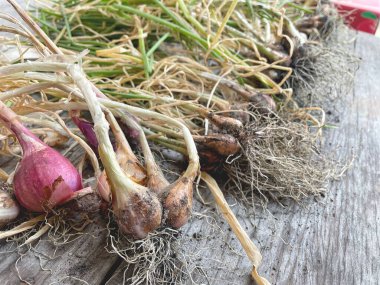 taze kırmızı soğan ve kök