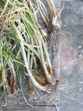 taze kırmızı soğan ve kök