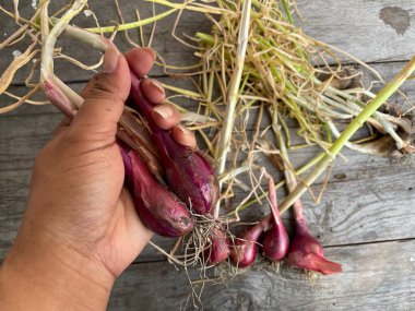 taze kırmızı soğan ve kök
