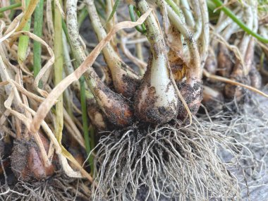 taze kırmızı soğan ve kök