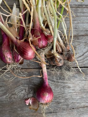 taze kırmızı soğan ve kök
