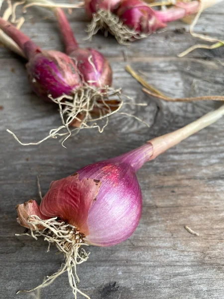 Spring Red Onion Root — Stock Photo, Image
