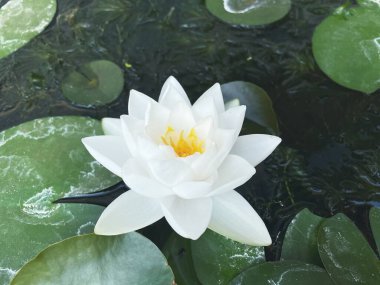 Beyaz nilüfer çiçekleri