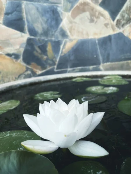Beautiful White Lotus Flowers — Stock Photo, Image