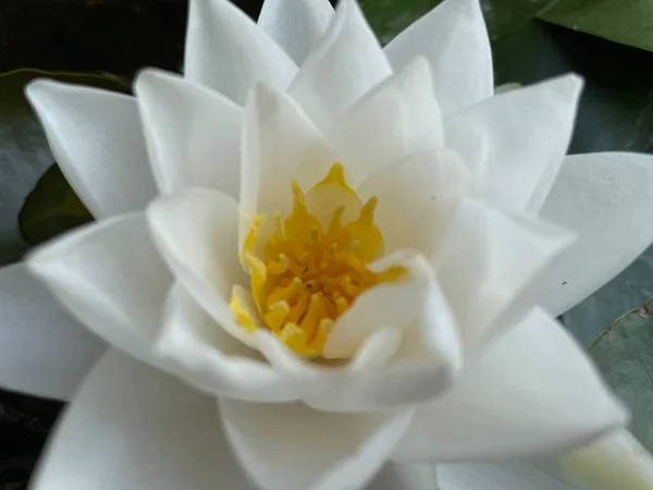 Hermosa Flores Loto Blanco — Foto de Stock