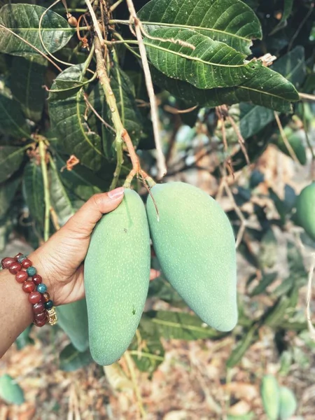 Tropiska Frukter Mango Med Blad — Stockfoto