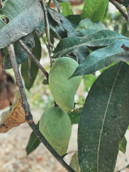 Owoce Tropikalne Mango Liśćmi — Zdjęcie stockowe