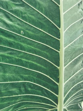 Yeşil tropik yaprakların güzelliği