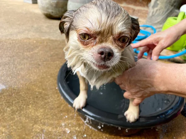 Weź Prysznic Cute Biały Chihuahua Zabawna Kąpiel — Zdjęcie stockowe