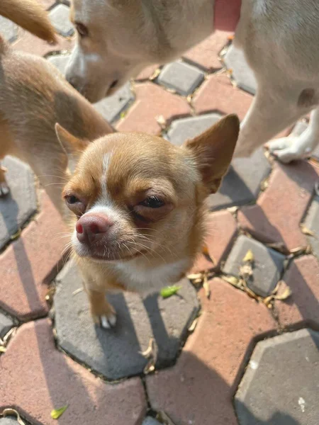 Słodki Brązowy Pies Chihuahua — Zdjęcie stockowe