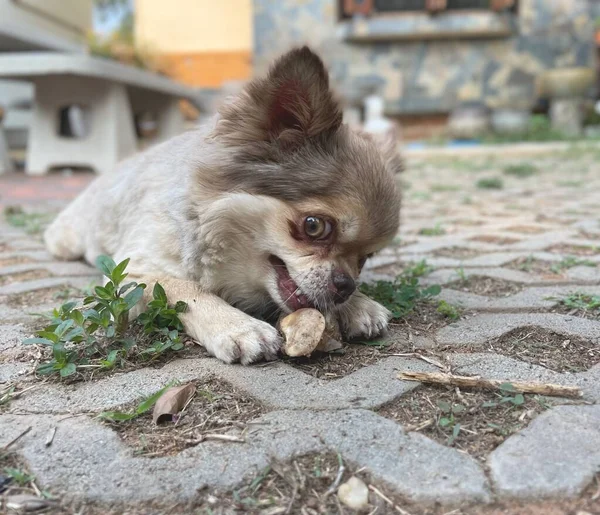 Söt Brun Chihuahua Hund Äter — Stockfoto