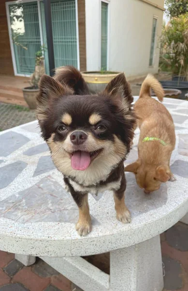 Bonito Cão Chihuahua Marrom — Fotografia de Stock